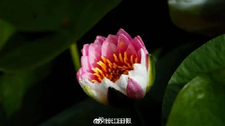 好运莲莲!武汉植物园双色睡莲开放 好运莲莲!武汉植物园双色睡莲开放