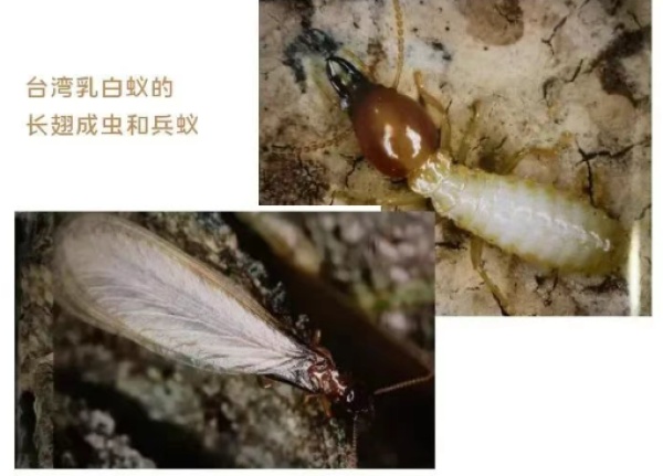 又到白蚁出没高峰期，这份应对指南请收好