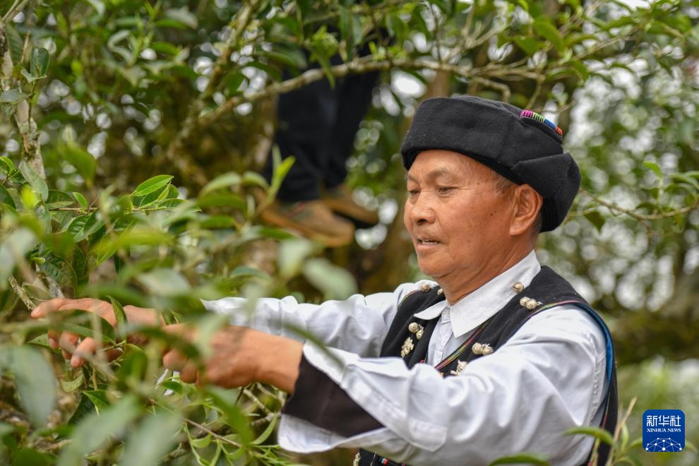 云南麻栗坡：茶韵悠长富山乡