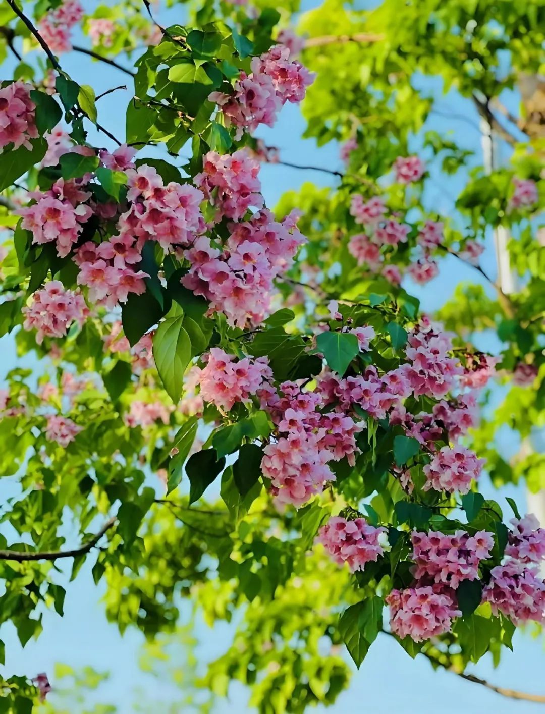 盘点那些被读错的植物 | 北海公园楸树花开惊艳市民，不愧是“百木之王”！