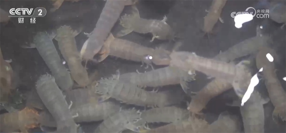 广袤田野向“智”而行绘就“科技兴农”新图景 好“丰”光传递新希望