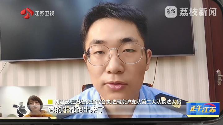 京沪高速“牛出没” 执法人员化身“赶牛人”