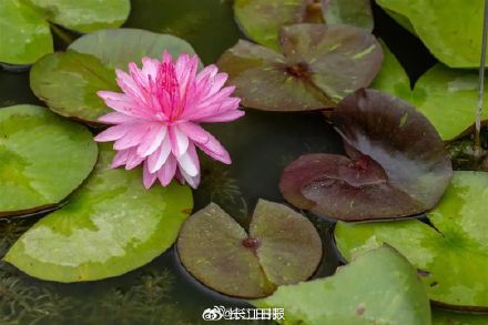 好运莲莲!武汉植物园双色睡莲开放 好运莲莲!武汉植物园双色睡莲开放