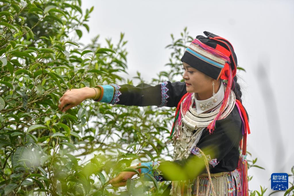云南麻栗坡：茶韵悠长富山乡