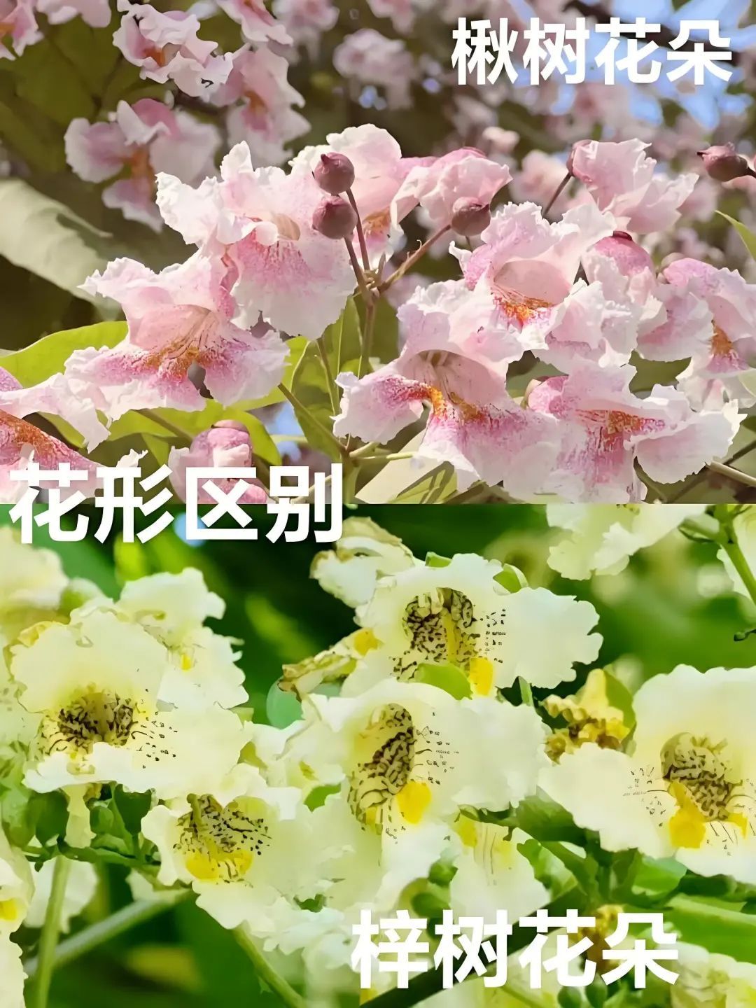盘点那些被读错的植物 | 北海公园楸树花开惊艳市民，不愧是“百木之王”！