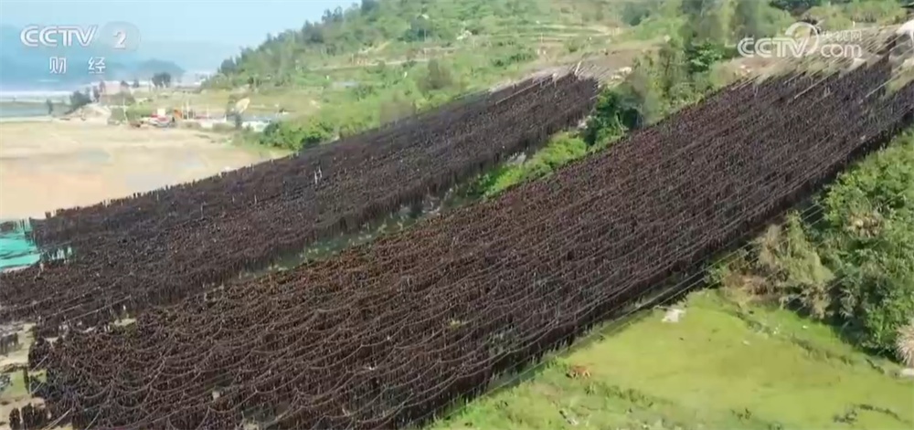 广袤田野向“智”而行绘就“科技兴农”新图景 好“丰”光传递新希望