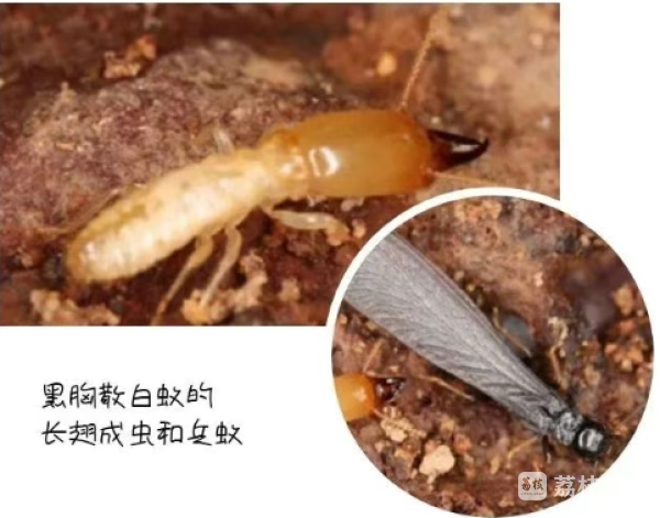 又到白蚁出没高峰期，这份应对指南请收好