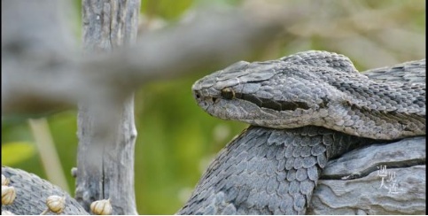 一年只吃两顿饭，半年都在睡大觉，赖床是祖传的？