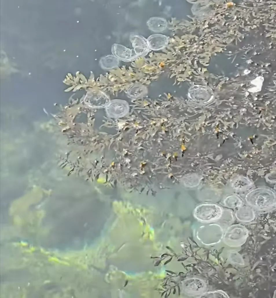 有毒!别碰这些“塑料袋” 有毒!别碰这些“塑料袋”