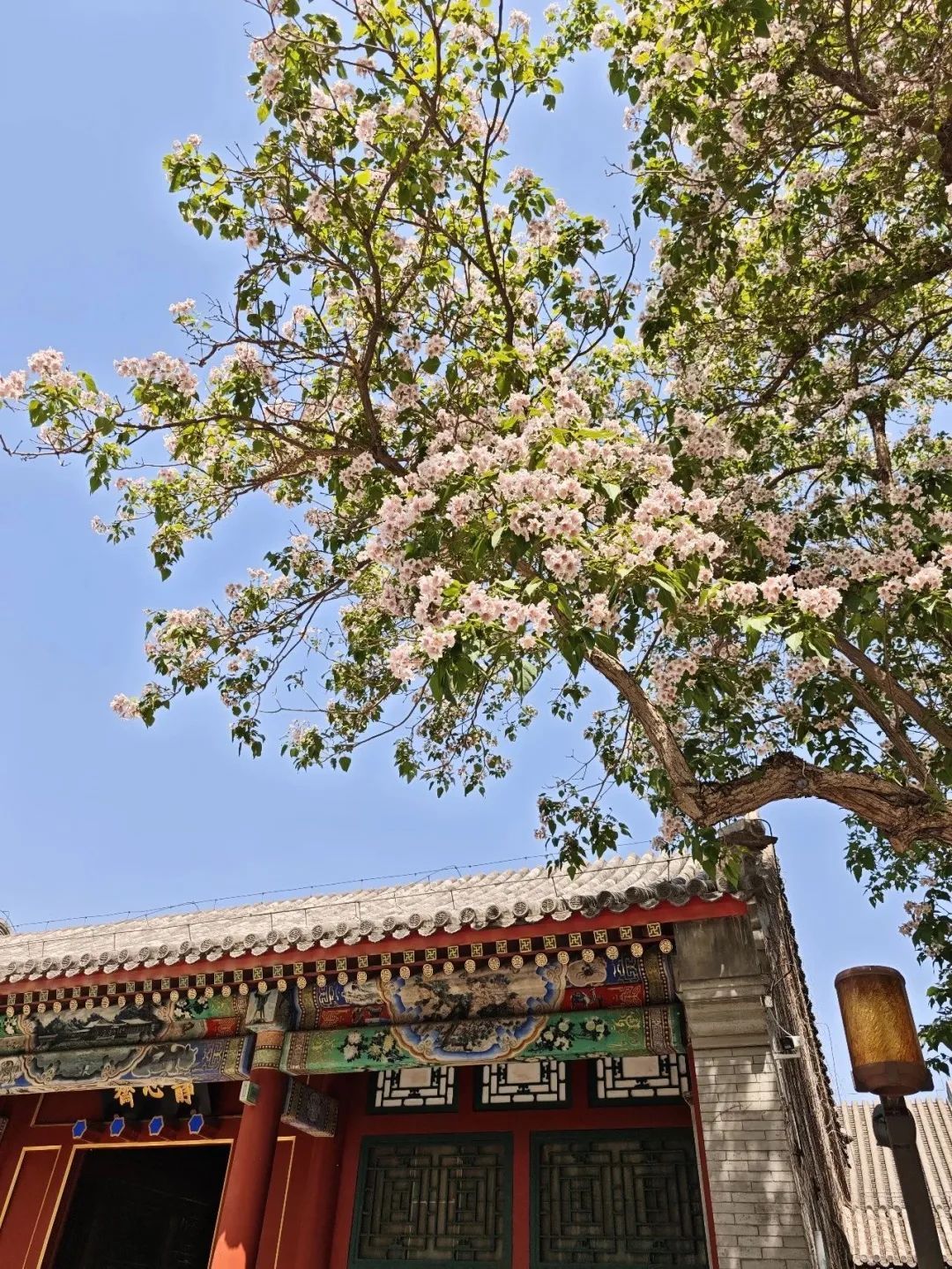 盘点那些被读错的植物 | 北海公园楸树花开惊艳市民，不愧是“百木之王”！