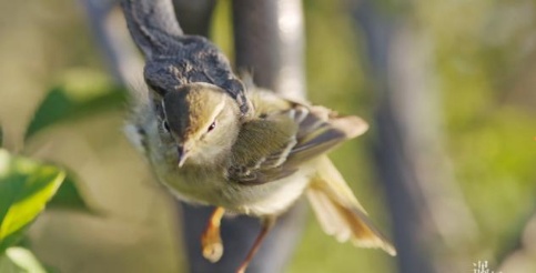 一年只吃两顿饭，半年都在睡大觉，赖床是祖传的？