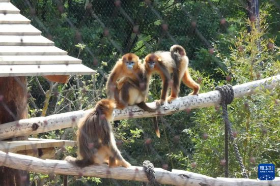 “它们的毛发像在发光一样”——记中国金丝猴在法国与公众见面 “它们的毛发像在发光一样”——记中国金丝猴在法国与公众见面