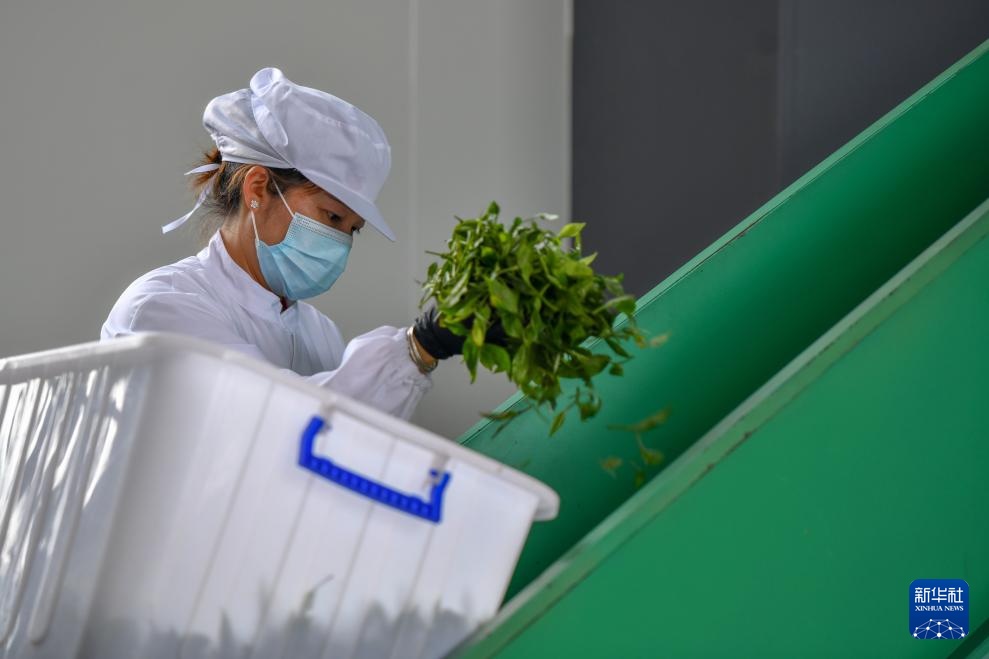 云南麻栗坡：茶韵悠长富山乡