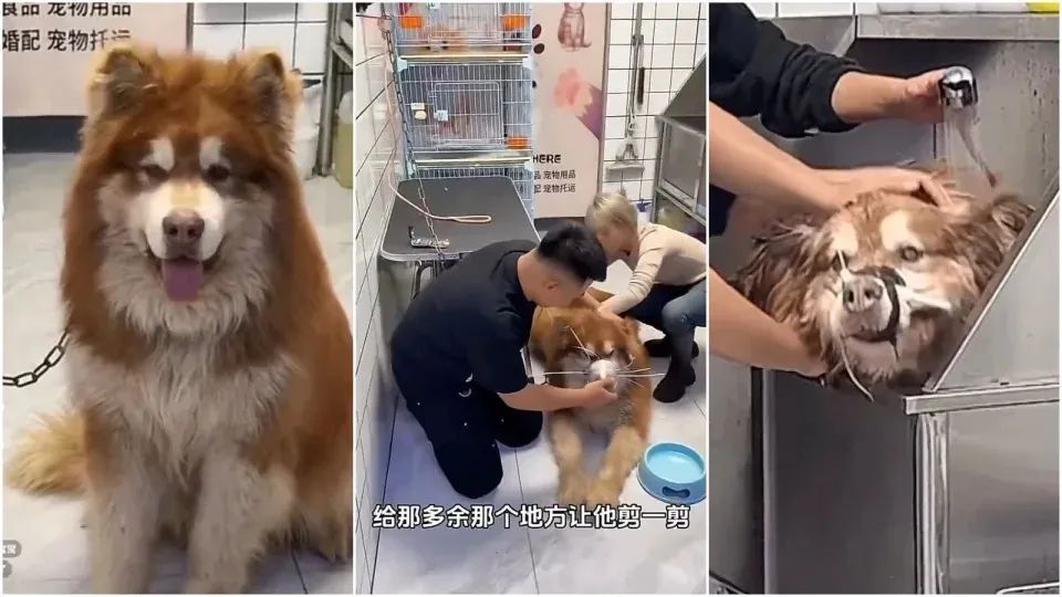 打狗能让狗狗变乖吗？能，但不是你想的那种“乖”