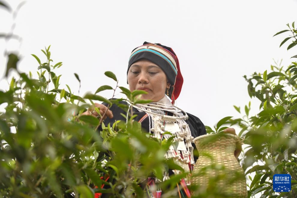 云南麻栗坡：茶韵悠长富山乡