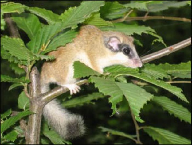 一年只吃两顿饭，半年都在睡大觉，赖床是祖传的？