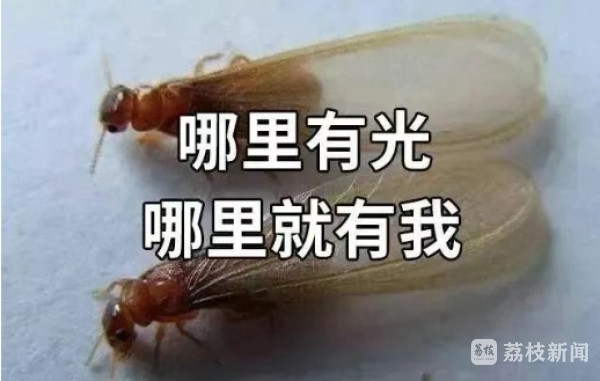 又到白蚁出没高峰期，这份应对指南请收好