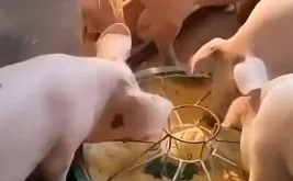 女子为报复家暴丈夫长期喂猪饲料，体重增至260斤？真相曝光...