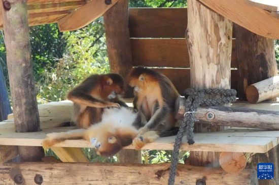 “它们的毛发像在发光一样”——记中国金丝猴在法国与公众见面 “它们的毛发像在发光一样”——记中国金丝猴在法国与公众见面