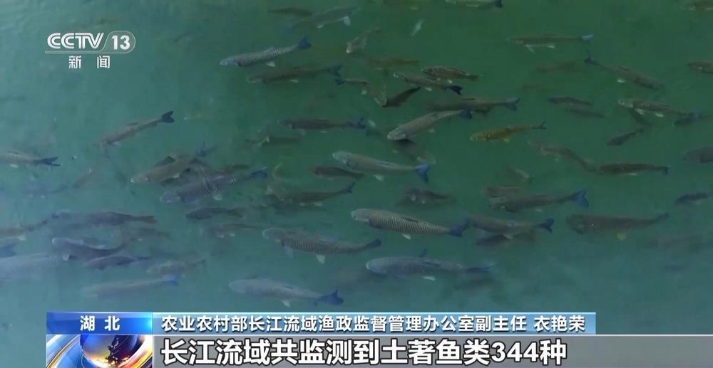 农业农村部：长江禁渔取得阶段性成效 水生生物多样性持续恢复