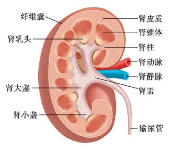 不喝水伤肾，喝水也伤肾？