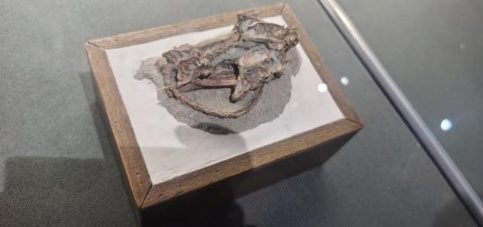 一年只吃两顿饭，半年都在睡大觉，赖床是祖传的？