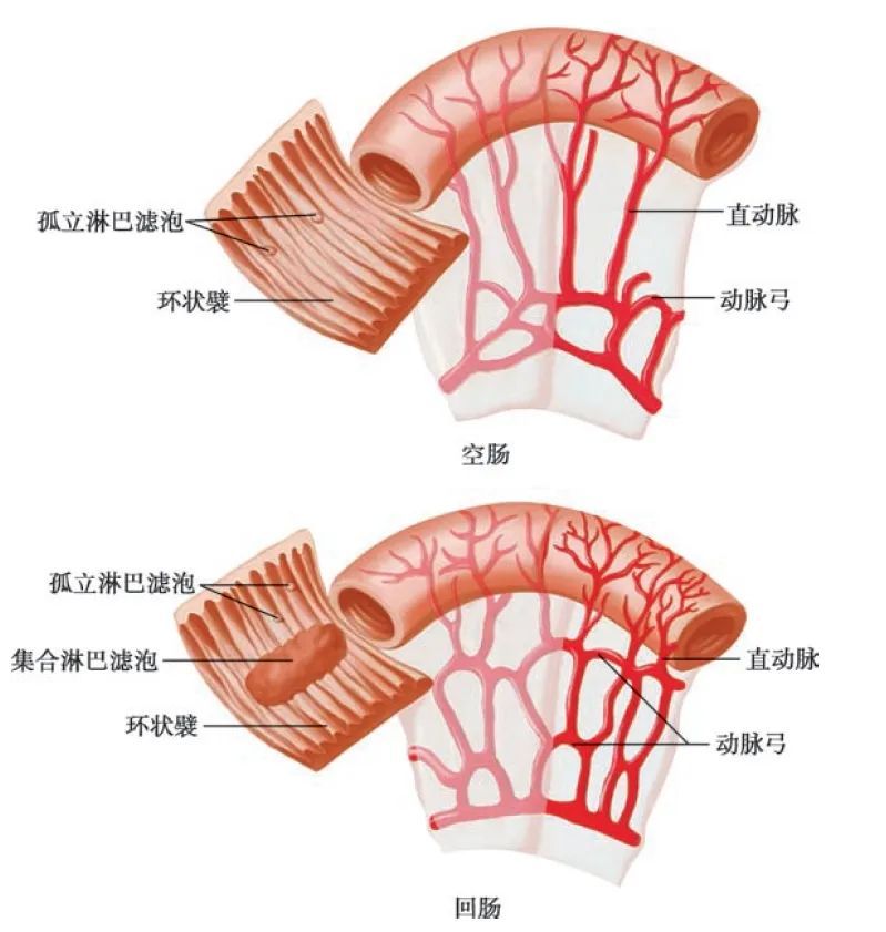 不喝水伤肾，喝水也伤肾？