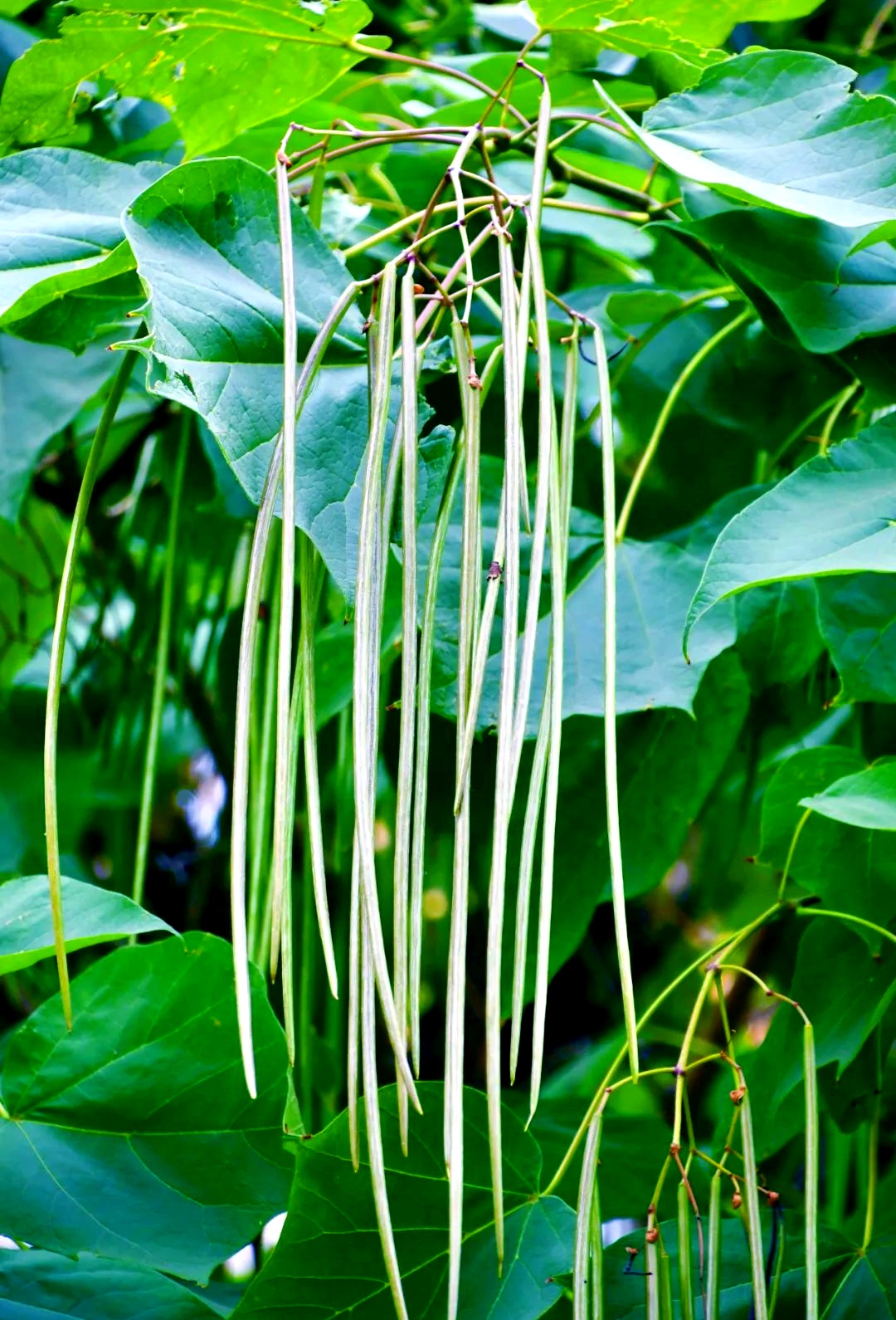 盘点那些被读错的植物 | 北海公园楸树花开惊艳市民，不愧是“百木之王”！