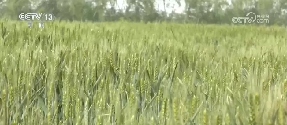 从“经验种田”到“数据种地” 智慧农业为夏粮丰产丰收保驾护航