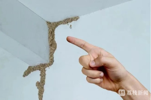 又到白蚁出没高峰期，这份应对指南请收好