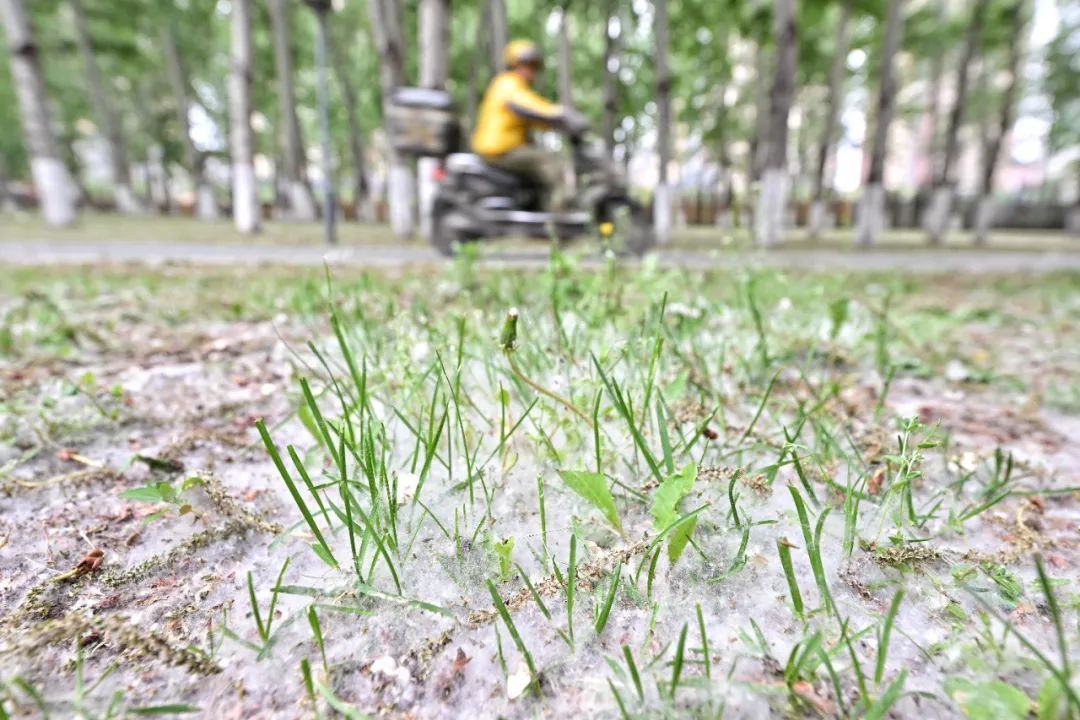 诗意、浪漫？可别惹火它！