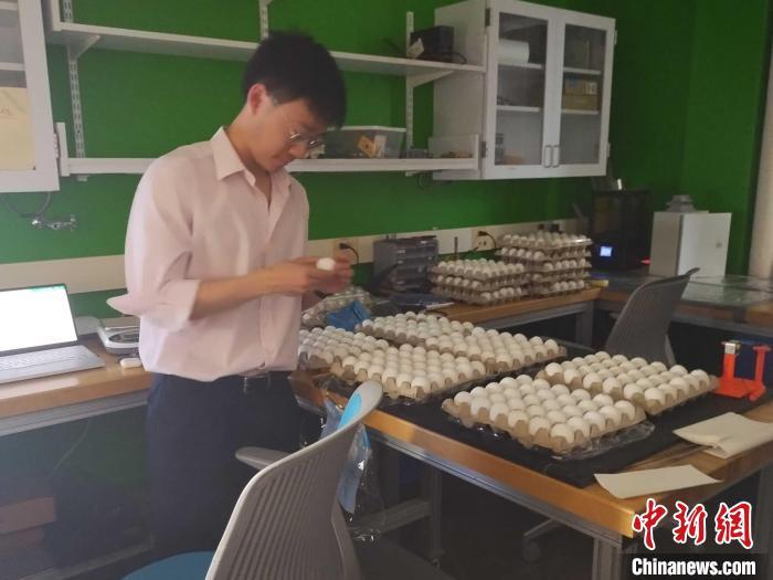 怎样扔鸡蛋更不易碎？研究称侧向坠落蛋壳能更好承受冲击