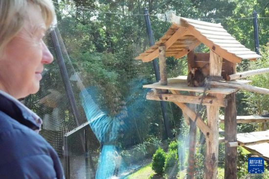 “它们的毛发像在发光一样”——记中国金丝猴在法国与公众见面 “它们的毛发像在发光一样”——记中国金丝猴在法国与公众见面