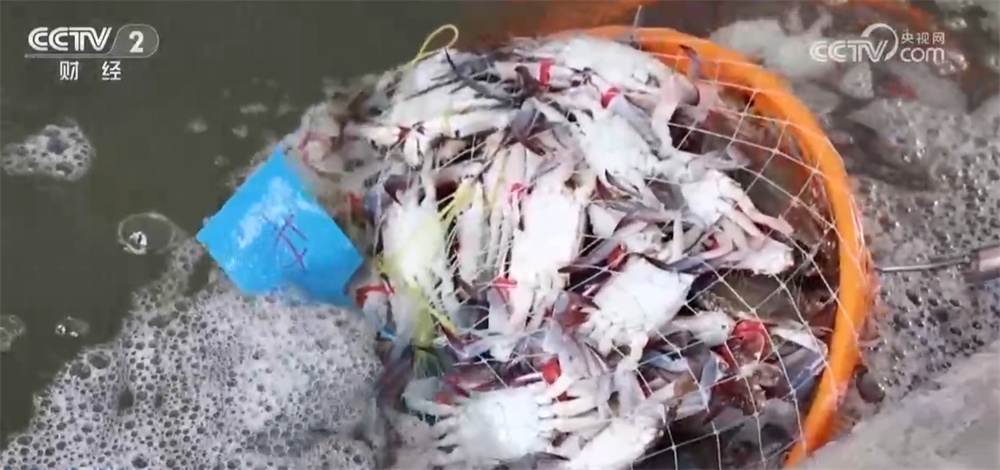 广袤田野向“智”而行绘就“科技兴农”新图景 好“丰”光传递新希望