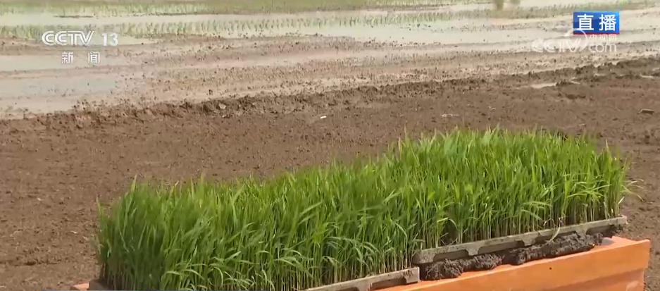 从“经验种田”到“数据种地” 智慧农业为夏粮丰产丰收保驾护航