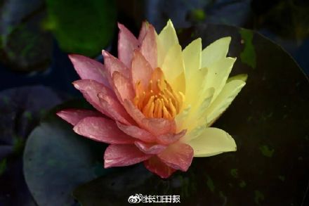 好运莲莲!武汉植物园双色睡莲开放 好运莲莲!武汉植物园双色睡莲开放