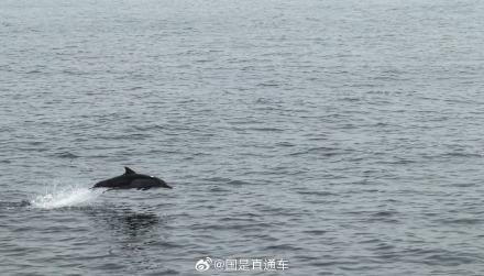 邂逅“编外队员”！成群海豚伴航海警执法艇