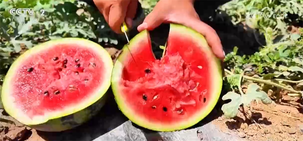 广袤田野向“智”而行绘就“科技兴农”新图景 好“丰”光传递新希望