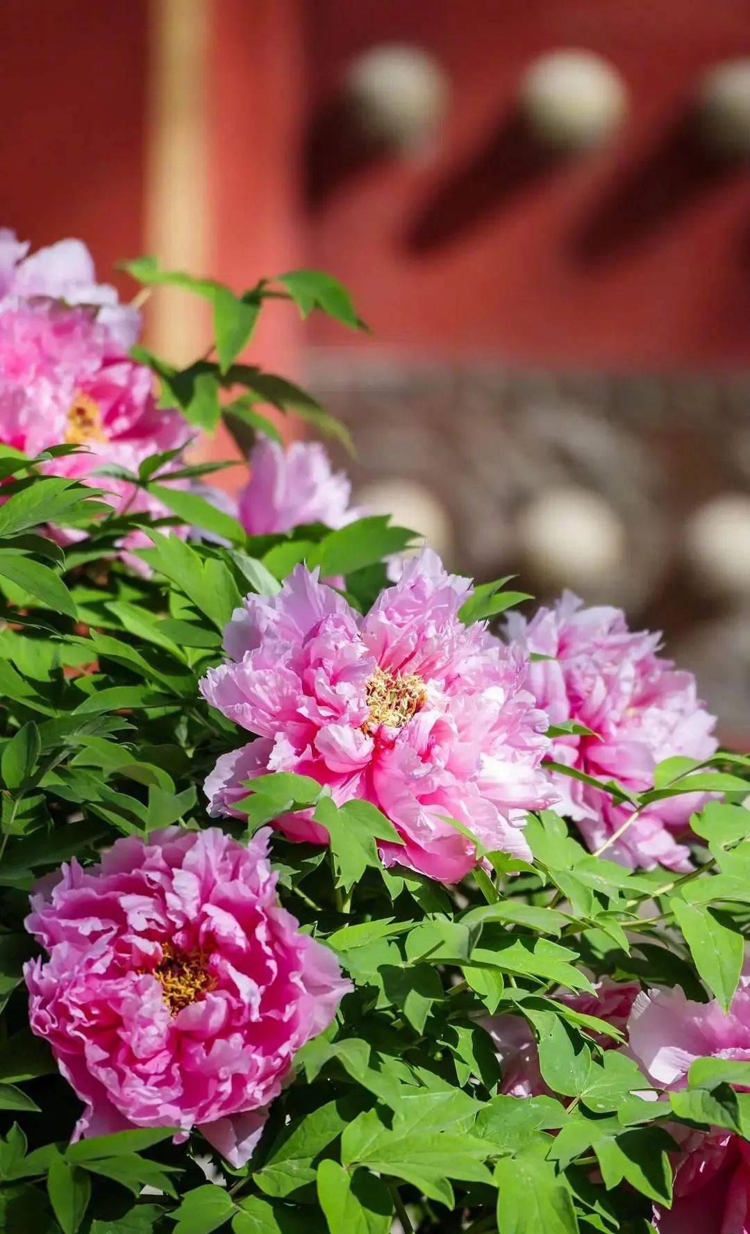 故宫里的牡丹去哪儿了？探寻清代皇家赏花地图