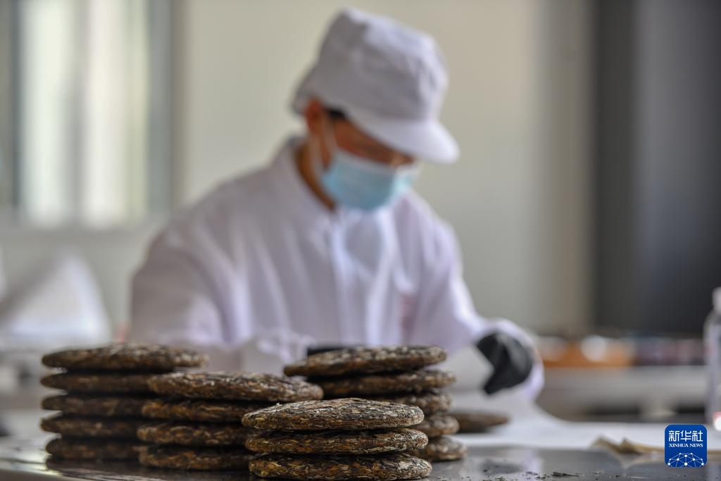 云南麻栗坡：茶韵悠长富山乡