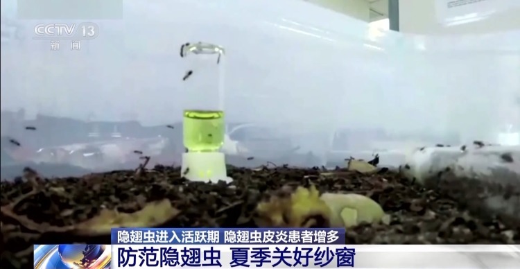 别拍打！“飞行硫酸”隐翅虫进入活跃期 防范指南请查收