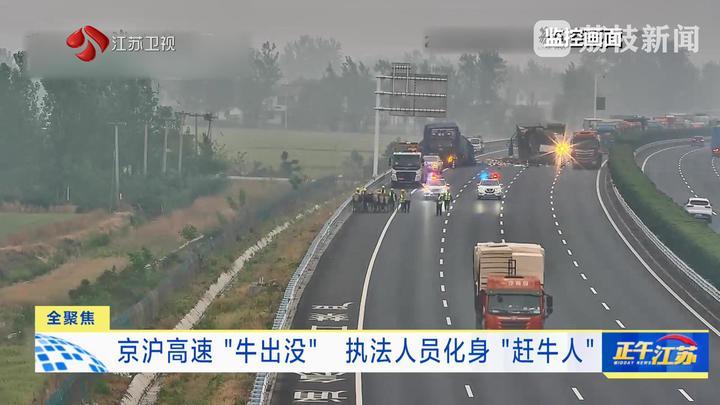 京沪高速“牛出没” 执法人员化身“赶牛人”