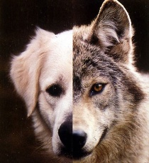 打狗能让狗狗变乖吗？能，但不是你想的那种“乖”