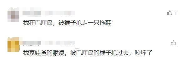 游客手机被猴子抢走，捡回后意外发现"拍得比自己还好"…