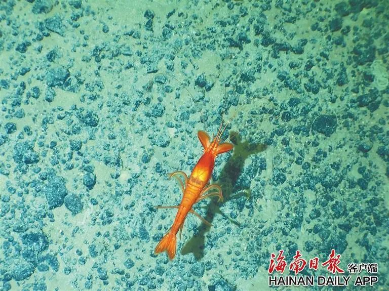 返航抵达三亚！深渊碳循环重大科考航次高效完成这些任务→