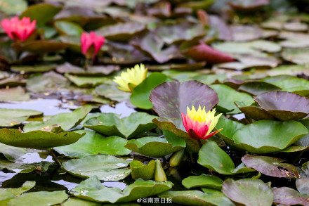 接好运!罕见双色睡莲盛放莫愁湖 接好运!罕见双色睡莲盛放莫愁湖
