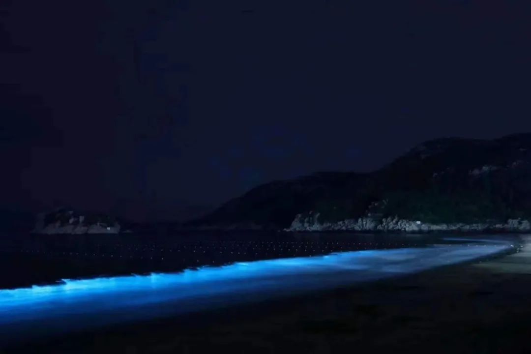 想看蓝色“荧光海”？浙江“追泪”攻略来了