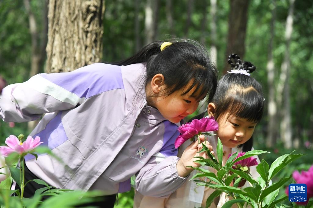 北京平谷：芍药花开迎客来