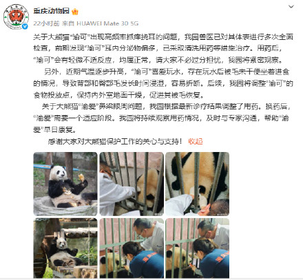 大熊猫"渝可"高频率抓痒挠耳，重庆动物园通报