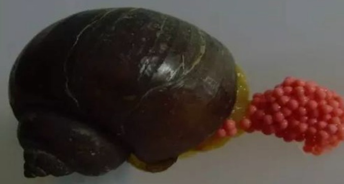 急性剧烈头痛！合肥疾控提示！